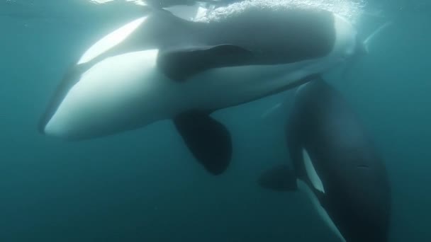 Duas Orcas Indo Direto Para Câmera Soprando Bolhas Debaixo Água — Vídeo de Stock