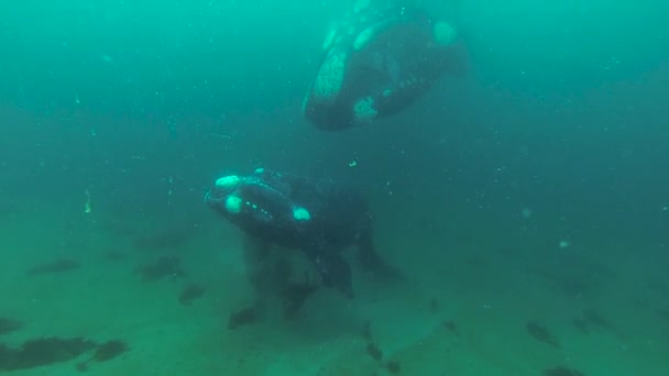 鲸妈妈和小鲸在浅水清澈的水面上 水下射击动作缓慢 — 图库视频影像