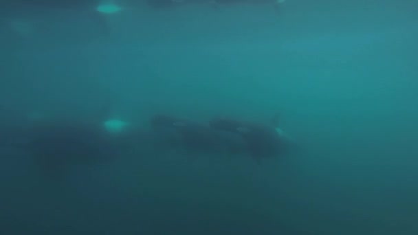 Gruppe Von Orcas Schwertwalen Schwimmt Zusammen Der Nähe Der Oberfläche — Stockvideo