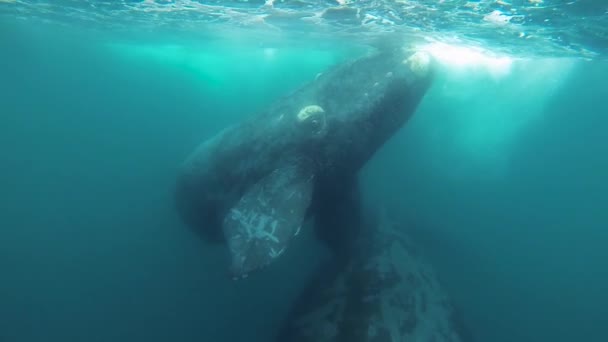 Wieloryby Matka Cielę Gra Obracając Się Pod Wodą Strzał Spowolnienie — Wideo stockowe