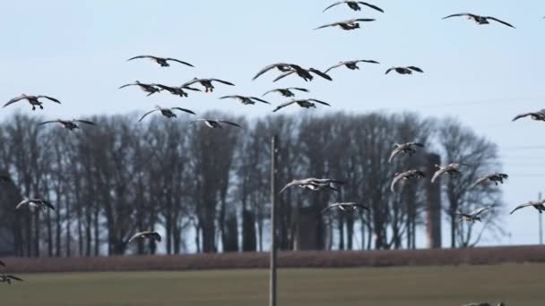 Thousands Geese Flying Field Eating Cereal — Stock Video