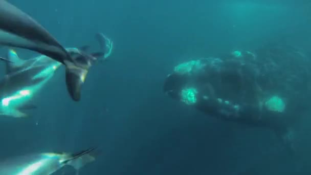 Destra Meridionale Balena Nuoto Con Delfini Crepuscolari Colpo Subacqueo Sessanta — Video Stock