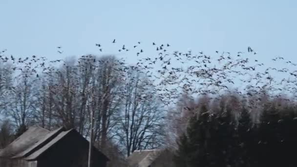 Tausende Gänse Fliegen Über Feld Und Fressen Getreide — Stockvideo