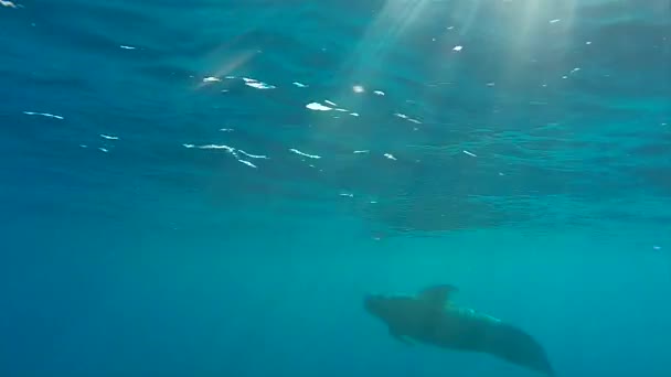 Long Finned Pilot Whale Emerging Surface Seen Underwater Open Seas — Stock Video