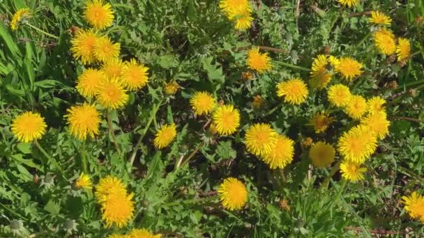 Gele Paardenbloemen Bewegen Wind Een Lenteveld — Stockvideo