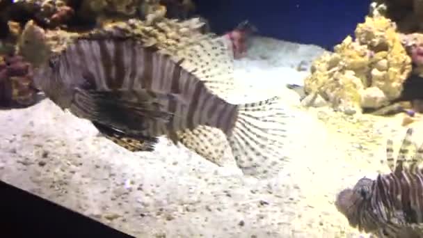 Varios Peces León Diferentes Nadando Bajo Agua Tipo Muy Popular — Vídeo de stock