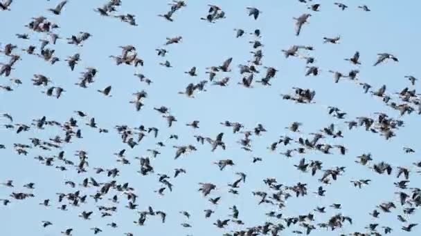 Thousands Geese Flying Field Eating Cereal — Stock Video