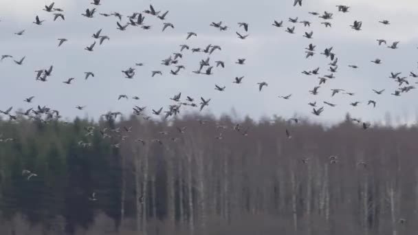 Tausende Gänse Fliegen Über Feld Und Fressen Getreide — Stockvideo