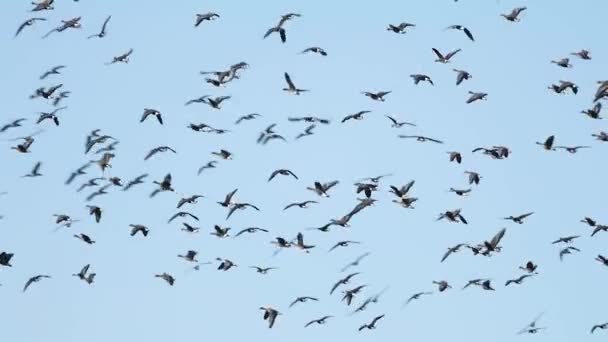 Milhares Gansos Voando Acima Campo Comendo Cereais — Vídeo de Stock