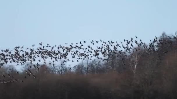 Tusentals Gäss Flyger Över Fältet Och Äter Flingor — Stockvideo