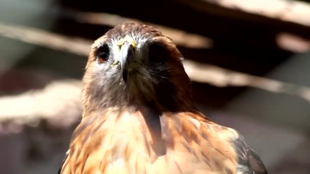 Águila Mexicana Real Material Archivo — Vídeo de stock