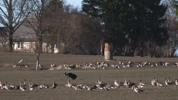 Thousands Geese Flying Field Eating Cereal — Stock Video