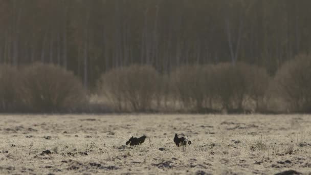 Tétras Noir Lek Tôt Matin — Video