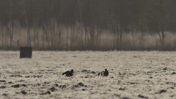 Tétras Noir Lek Tôt Matin — Video