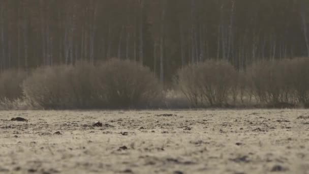 大清早的黑色石斑鱼 — 图库视频影像