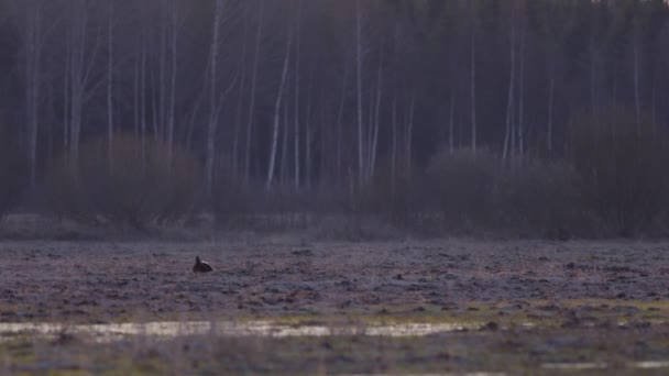 Solo Urogallo Negro Lek Madrugada Del Atardecer — Vídeos de Stock