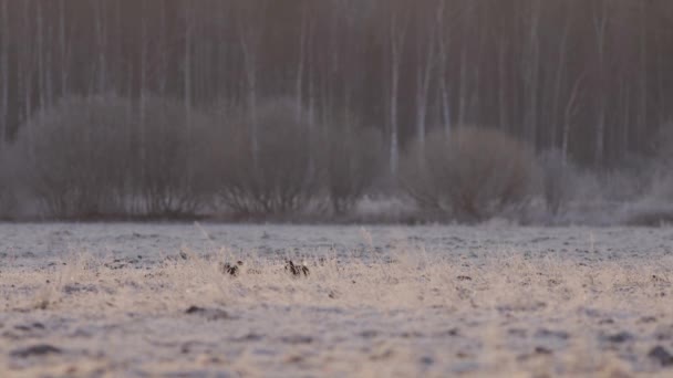 Birkhuhnlek Frühen Morgen — Stockvideo