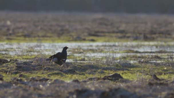 清晨阳光下 黑色的松鸡在浅滩起舞 — 图库视频影像
