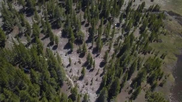 Pohled Ptačí Perspektivy Evergreen Tree Poblíž Yosemitského Národního Parku — Stock video