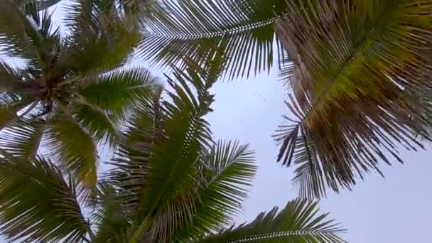 从一片茂密的棕榈树树梢下缓缓向上看去 日出时分 许多棕榈树经过 一群鸟儿在空中盘旋 — 图库视频影像