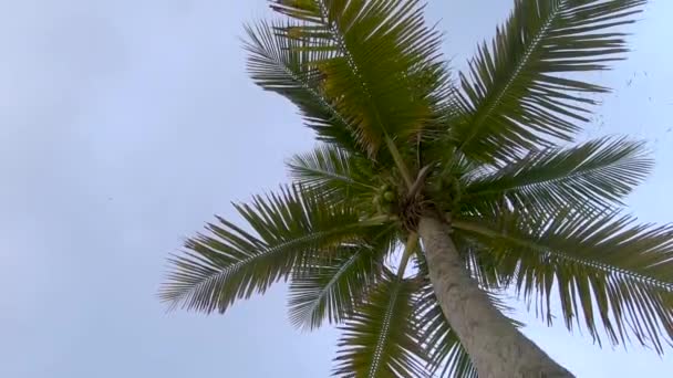 Zwerm Vogels Cirkelt Lucht Slow Motion Kijken Omhoog Van Onder — Stockvideo