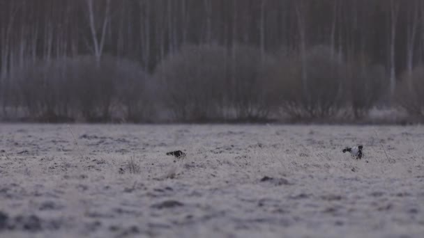大清早的黑色石斑鱼 — 图库视频影像