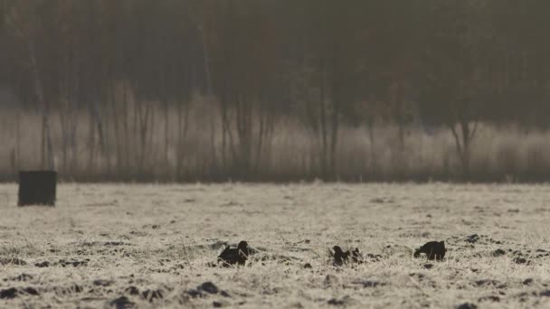 Tétras Noir Lek Tôt Matin — Video