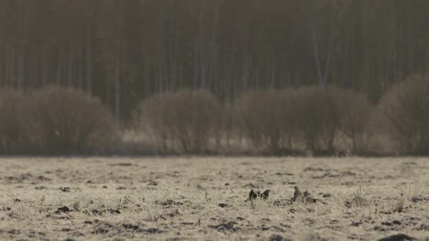 Svart Ripa Lek Tidigt Morgonen — Stockvideo