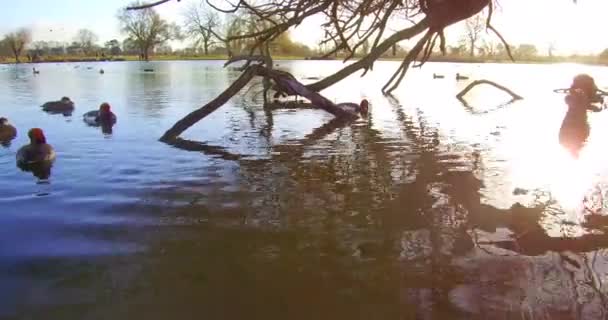 Pochard Cresta Roja Nadando Lago Día Brillante Inviernos — Vídeo de stock