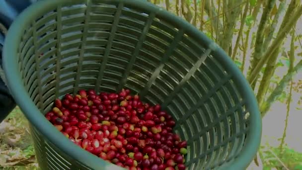 Cerejas Café Cesta — Vídeo de Stock