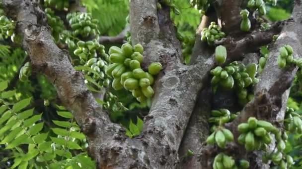 Früchte Tragen Bilimbi Baum Sri Lanka April — Stockvideo