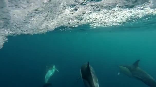 Tres Delfines Nadan Cerca Una Lancha Rápida Tiro Bajo Agua — Vídeos de Stock