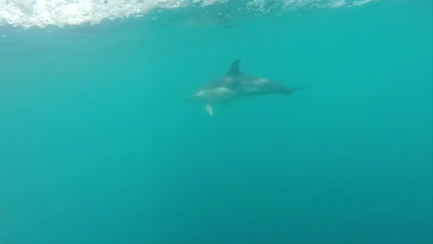 Dolphin Swims Close Speedboat Underwater Shot — Stock Video