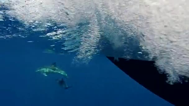 Deux Dauphins Nagent Près Hors Bord Tir Sous Marin — Video