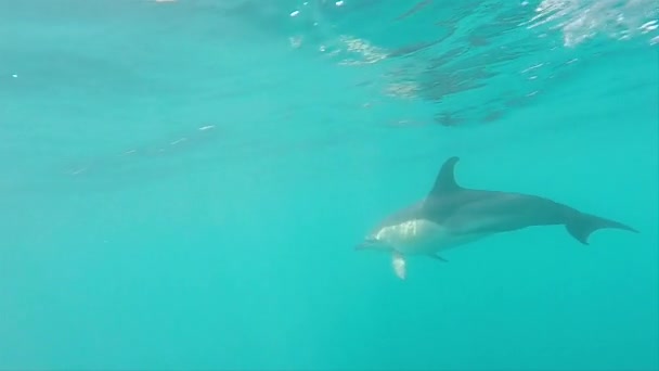 Dolphin Lingers Underwater Camera — Stock Video