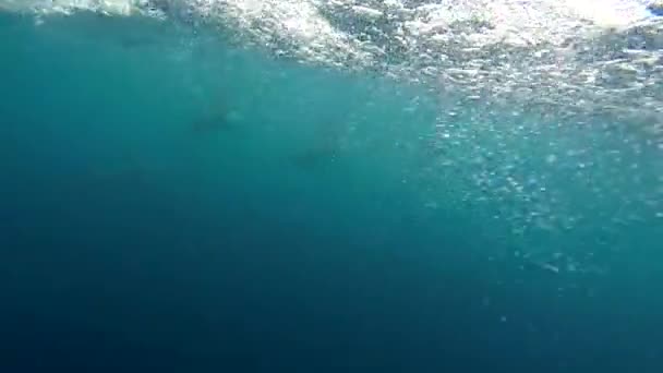 Grupo Delfines Nadan Cerca Una Lancha Rápida Tiro Bajo Agua — Vídeo de stock