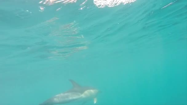 Dauphin Attarde Sous Eau Près Caméra — Video