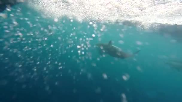 Pequeño Grupo Delfines Nadan Cerca Una Lancha Rápida Tiro Bajo — Vídeo de stock