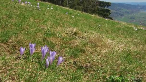 ドイツのバイエルンアルプスのイースター 春の花を咲かせ 渓谷の美しい湖に太陽が輝きます 完璧な日だ — ストック動画
