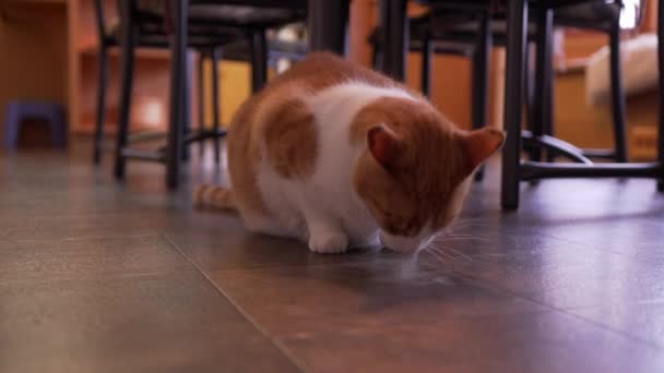 Кошка Ест Закуски Полу Столовой — стоковое видео