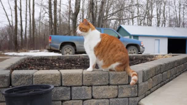 Gato Naranja Blanco Sentado Afuera Una Maceta — Vídeos de Stock