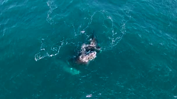 Páření Skupina Jižních Pravých Velryb Letecký Záběr Horní Pohled — Stock video