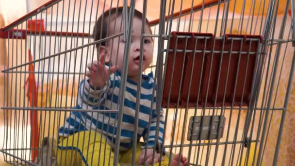 Baby Boy Playing Shopping Cart While Seated Food Shop Grocery — Stock Video