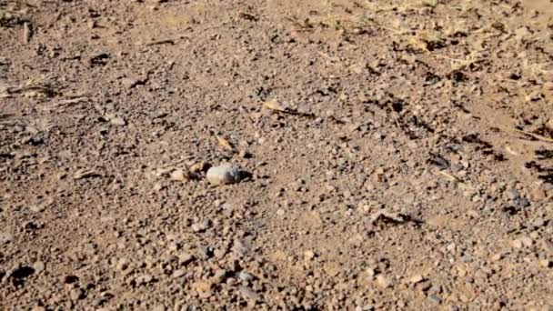 黑色蚂蚁带着食物和补给进入它们的蚁群 跟踪射击 — 图库视频影像