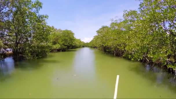 Promenade Bateau Long Une Rivière Avec Des Mangroves Pangasinan Philippines — Video