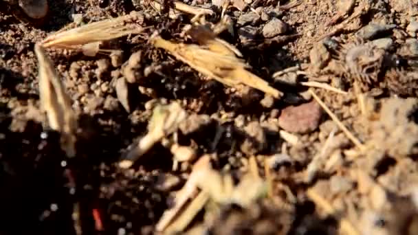 Mieren Zwarte Mieren Die Voedsel Voorraden Vervoeren Naar Hun Mierenkolonie — Stockvideo