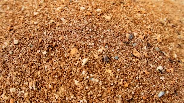 Ants Walking Dirt Entering Holes Tracking Shot Wide Lens — Stock video