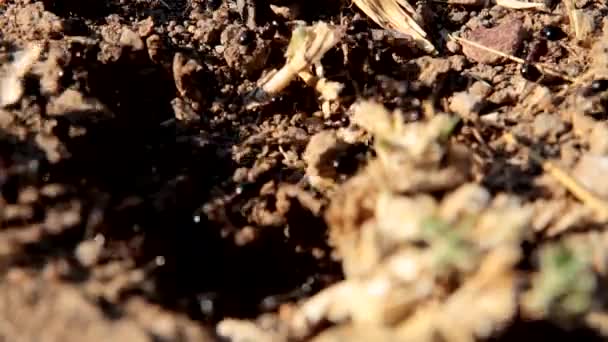 Mieren Zwarte Mieren Die Voedsel Voorraden Vervoeren Naar Hun Mierenkolonie — Stockvideo