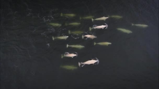 Luftaufnahme Einer Großen Beluga Walgruppe Die Gemeinsam Der Arktis Schwimmt — Stockvideo