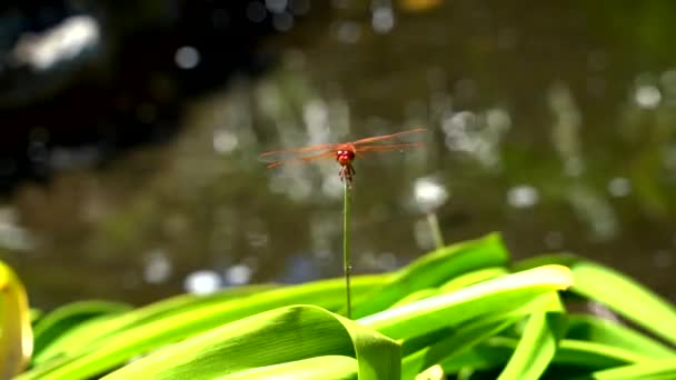 Close Video Red Dragon Fly Moving Eyes Wings Body — Stock Video